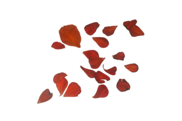 group of delicate red flower petals, isolated over a transparent background.