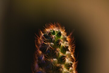 Dark Green Cactus One