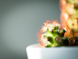 Dark Green Cactus Three