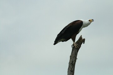 Majestic fish eagle perched atop a tall tree trunk