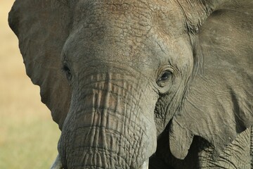 Close up shot of an African Elephant standing in open grassland,