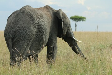 Naklejka na ściany i meble Majestic African elephant stands in a long grassy field