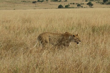 Majestic lion walking through a dry grassy field