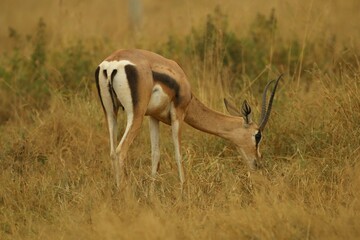 Beautiful female gazelle is grazing on lush green grass
