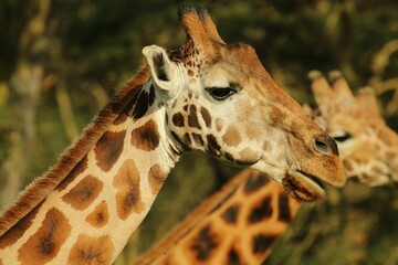 Close up of a giraffe with a blurred background of another giraffe