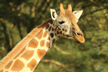 Close up of a majestic giraffe standing with tall trees in the background