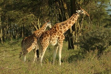 Naklejka na ściany i meble Giraffes standing in a grassy field surrounded by trees and shrubs grazing