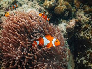A clown anemonefish in colorful anemone underwater. - obrazy, fototapety, plakaty
