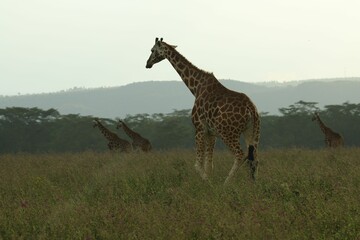Large group of giraffes walking across a vibrant green field
