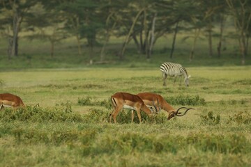 Beautiful view of gazelles and a zebra grazing in the tall grass of a savannah landscape,