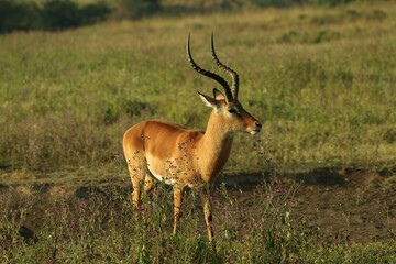 Naklejka na ściany i meble Majestic antelope peacefully standing in a lush, green field of grass and vegetation