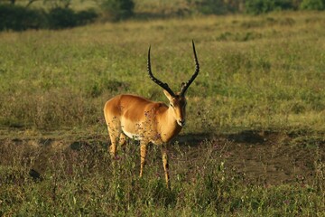 Antelope stands in an expansive grassy field.
