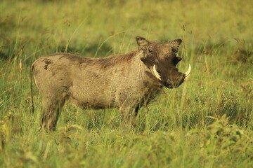 Warthog standing in a lush green grass field