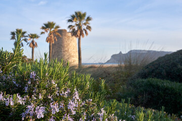 poetto beach with tower and palm tree and flowers in front of it - spring summer season - Cagliari - Sardinia