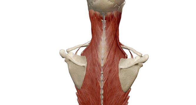 Anatomy of the back, spine and back muscles