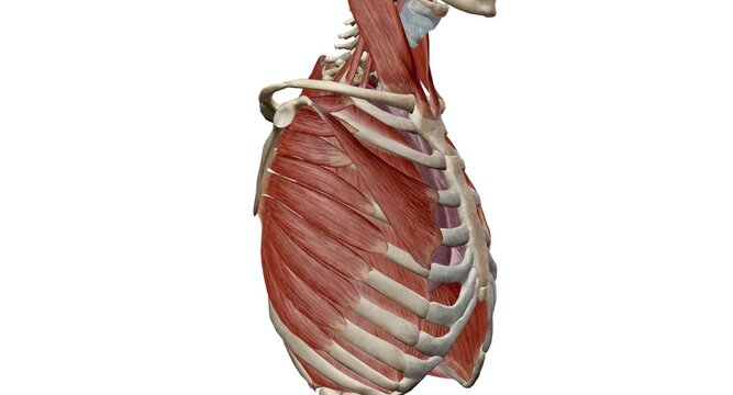 The respiratory muscles form a complex arrangement of semi-rigid bellows around the lungs.