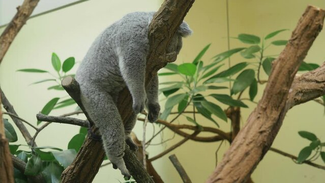 Funny koala (Phascolarctos cinereus) sleeping in the tree with its paws dangling
