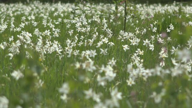 Many narcissus flowers in the mountain meadow