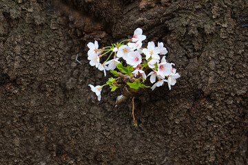 spring flowers in the garden