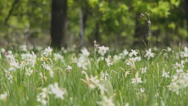 Wild white daffoldils (Narcissus) flowers in the blooming meadow