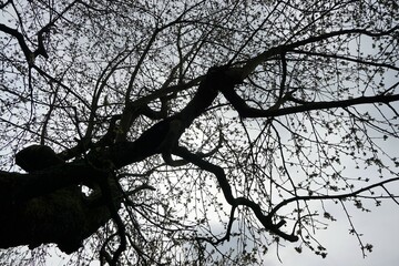 Große Baumkrone vor grauem Himmel mit Licht am Morgen im Frühling