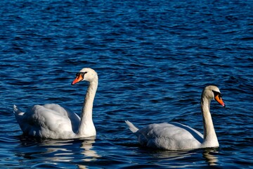 Closeup of a swan swimming on a lake under the sunlight - perfect for wallpapers