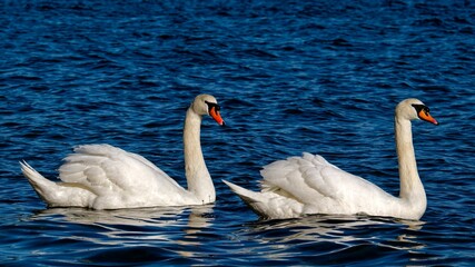Closeup of a swan swimming on a lake under the sunlight - perfect for wallpapers
