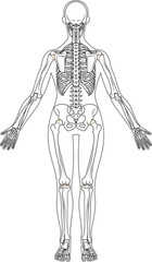 全身骨格　後面　女性　体表あり