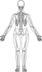 全身骨格　後面　女性　体表あり