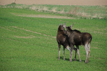 Naklejka na ściany i meble Two moose on a green meadow 