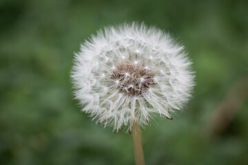 Closeup of a dandelion flower on a blurred background