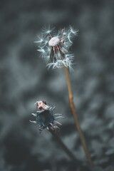 Dandelions, one of which is wilting and beginning to break apart
