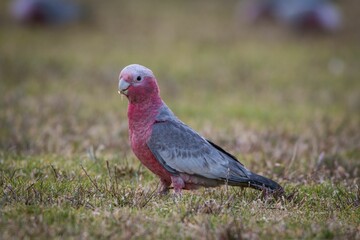 Galah bird perched in a vast grassy meadow