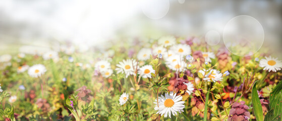 Sunny spring landscape with daisies in grass. Seasonal nature panorama. Horizontal background with short depth of field.