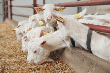 Goats eat hay or grass on the farm. Farm livestock farming for the industrial production of goat...