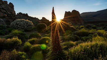 Teide