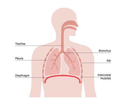 Diaphragm anatomical poster