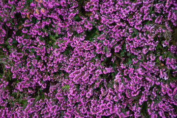Fototapeta premium Calluna vulgaris or Ling, blooming flower