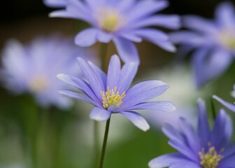 Fototapeta premium Scene of vibrant anemone wildflowers growing in a field