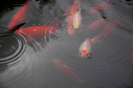 koi fishes swimming in a pond