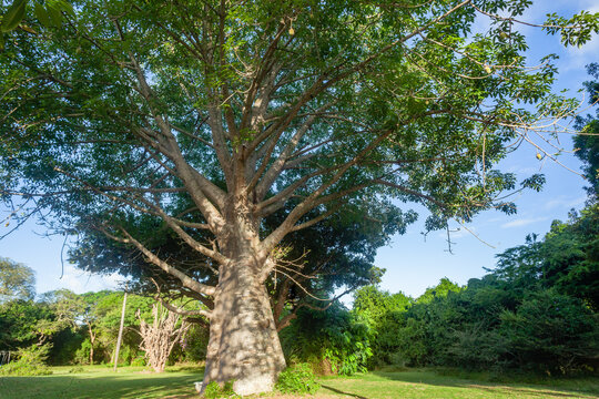 Wilderness Large Baobab Tree Tropical Wildlife Park Reserve Landscape - Powered by Adobe