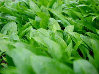 Allium ursinum, known as wild garlic, ramsons, cowleekes, cows's leek, cowleek, buckrams,...