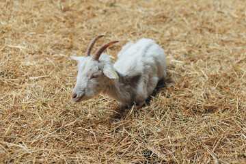 Kid white goat sitting on hay at industrial dairy farm. Farm life in barn