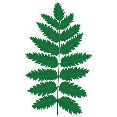 A tender green leaf on white background.Drawing illustration-vector Artwork