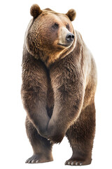 A standing grizzly bear isolated on a white background. Transparent background.