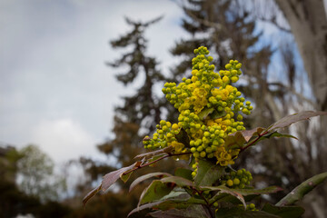 Magonia holly is an evergreen shrub with yellow flowers. Blooms in spring in April. View from below against the background of trees and the sky.