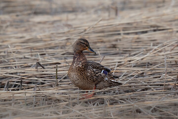 female mallard duck in the lake
