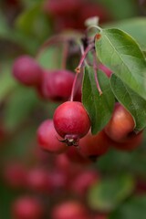 Close-up shot of red berries of Malus prunifolia grown in the garden in spring