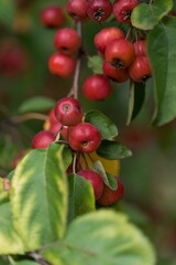 Close-up shot of red berries of Malus prunifolia grown in the garden in spring