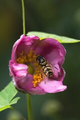 Bee perched atop a vibrant flower, surrounded by a flurry of golden pollen particles